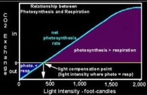 Light Saturation Point
