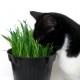 Organic Trends For Our Furry Friends