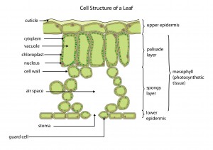 Cellular Structure of a Leaf