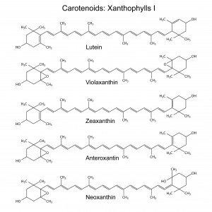 Carotenoids : Xanthophylls