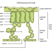 Cellular Structure of a Leaf